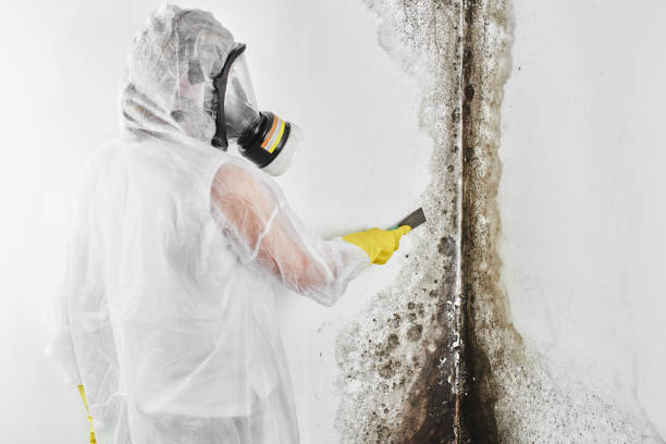 Best Attic Mold Removal  in Waikapu, HI