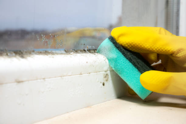 Crawl Space Mold Removal in Waikapu, HI